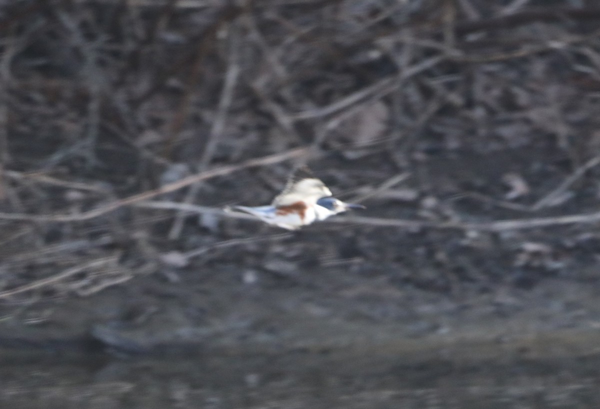 Belted Kingfisher - ML615145423