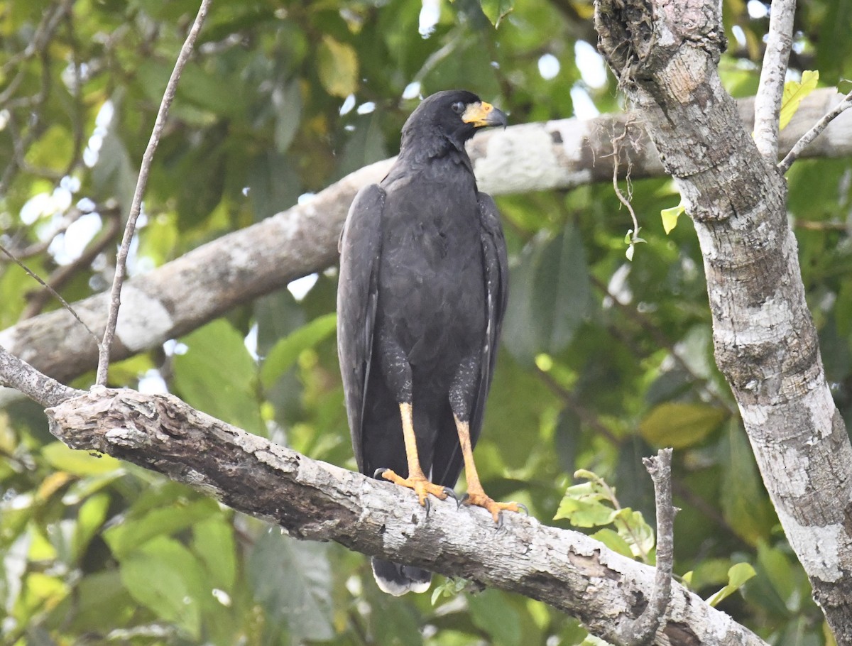 Great Black Hawk - ML615145430