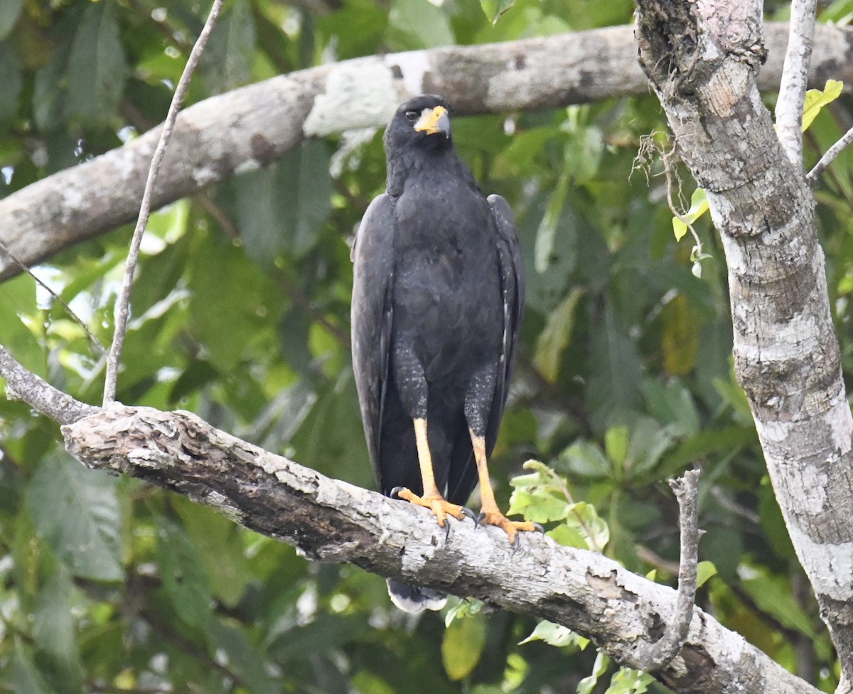 Great Black Hawk - ML615145436