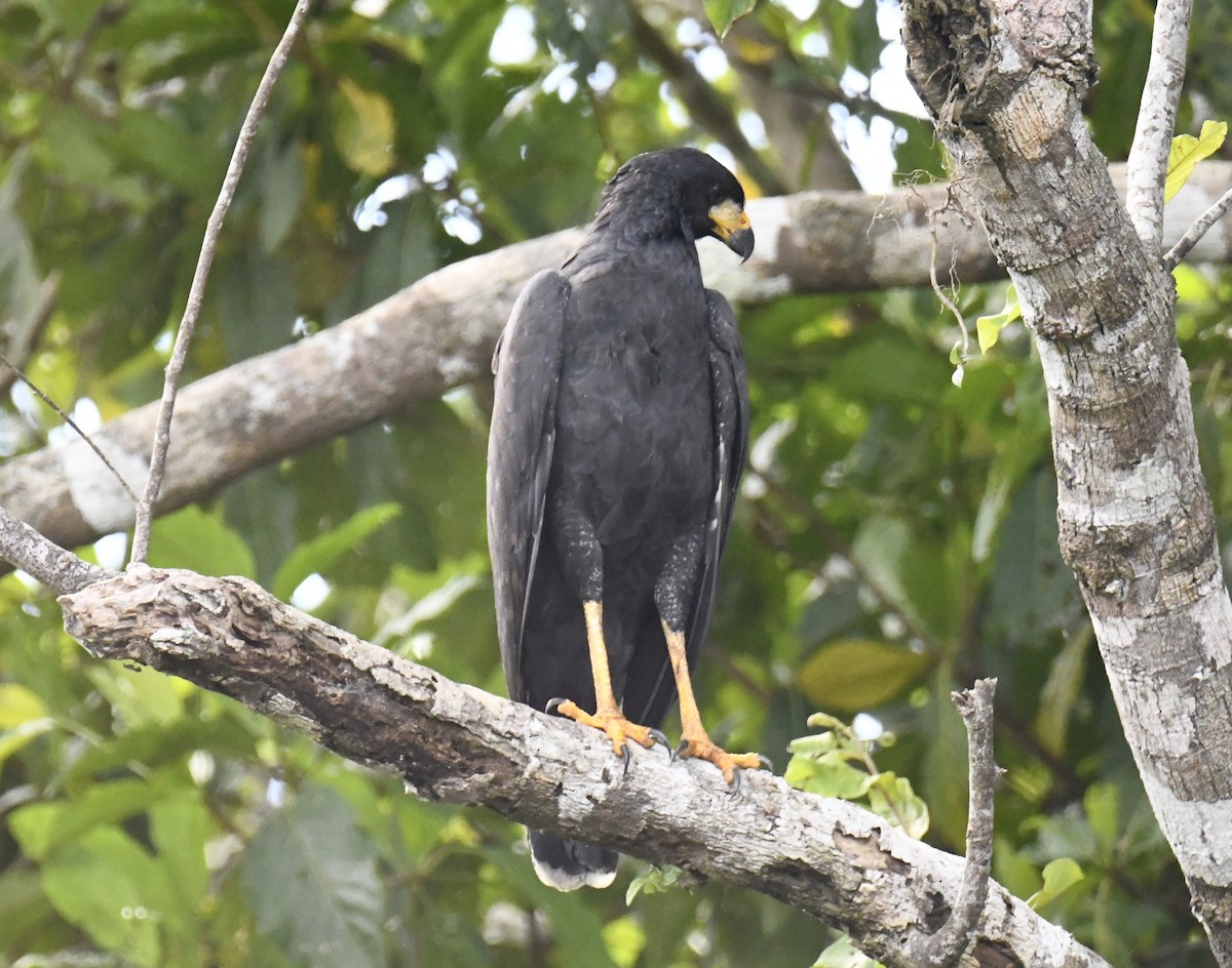 Great Black Hawk - ML615145437