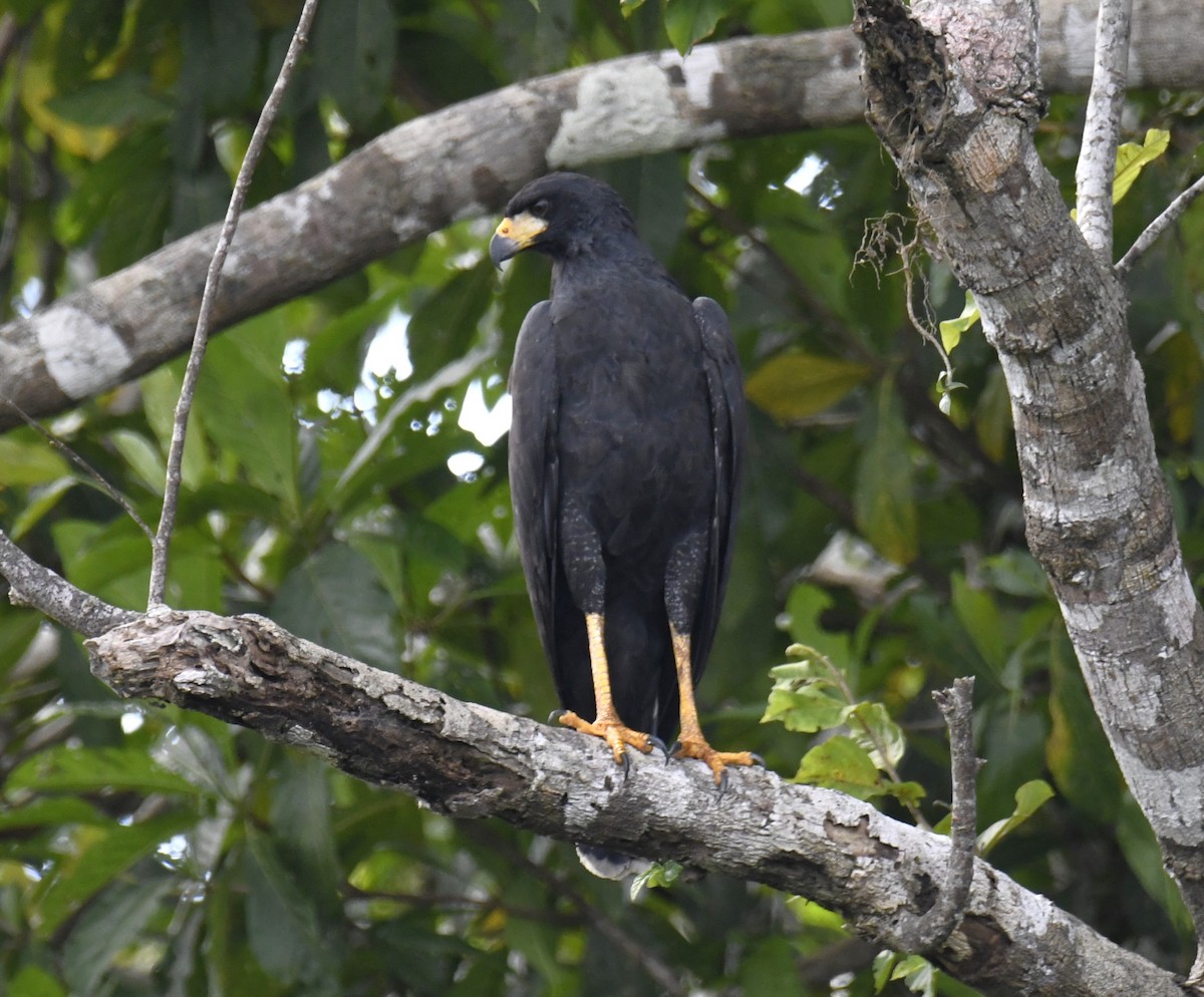 Great Black Hawk - ML615145441