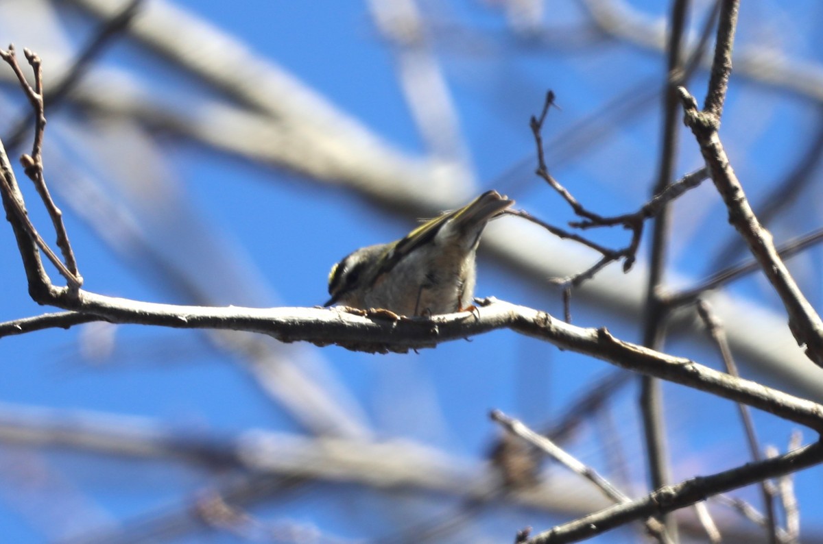 Golden-crowned Kinglet - "Chia" Cory Chiappone ⚡️