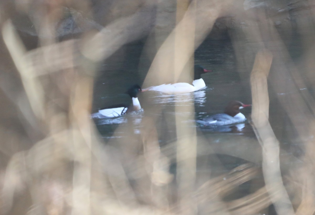 Red-breasted Merganser - ML615145466