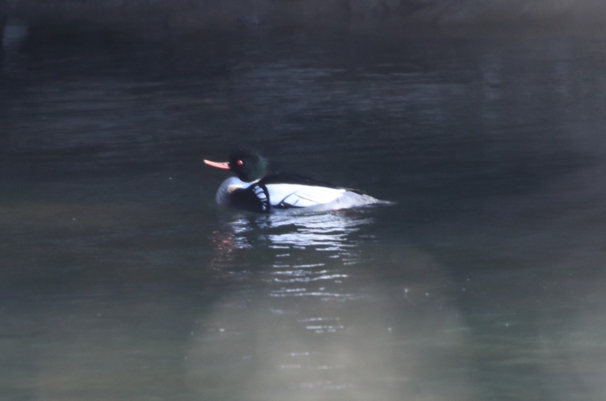 Red-breasted Merganser - ML615145471