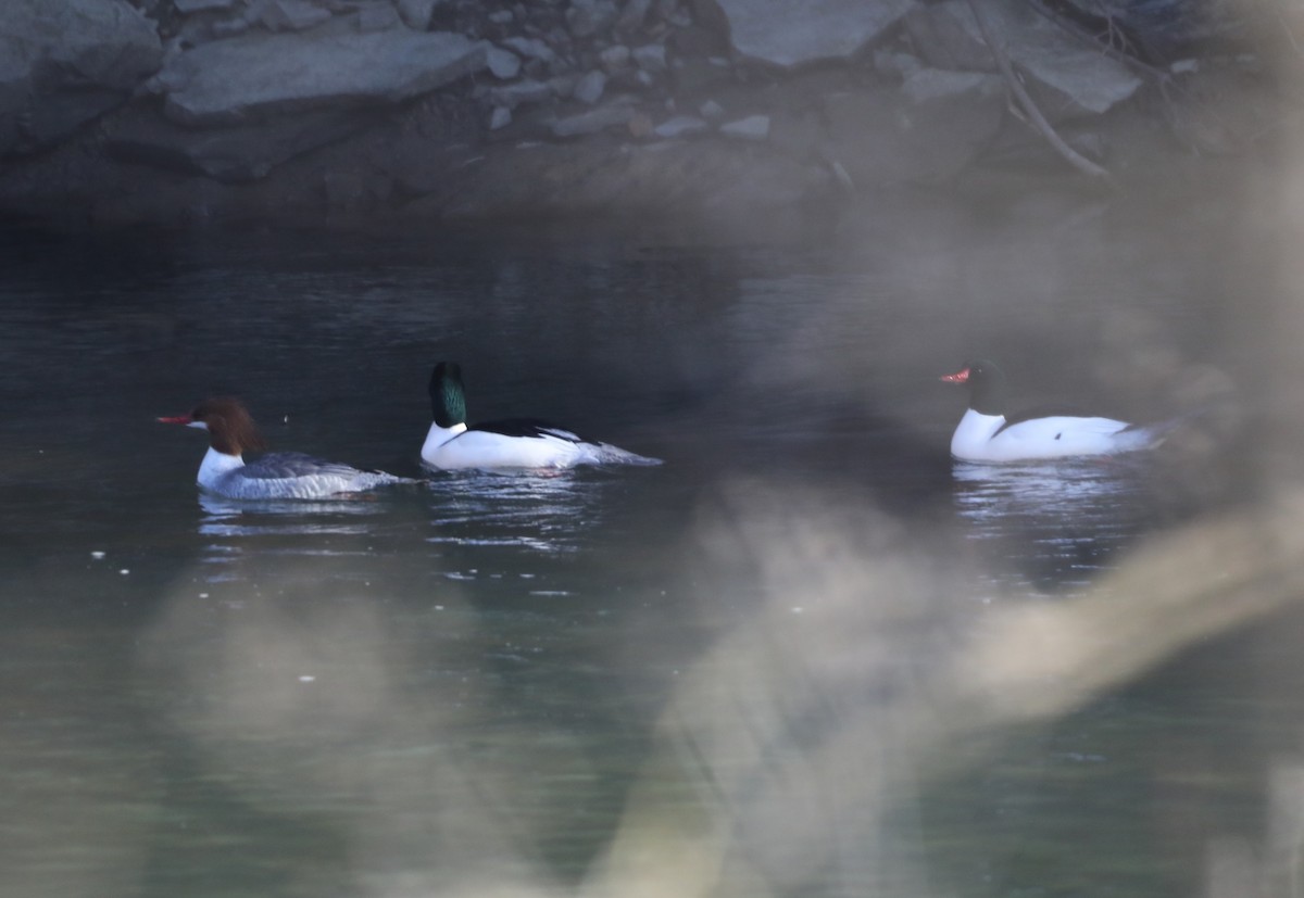 Common Merganser - ML615145497