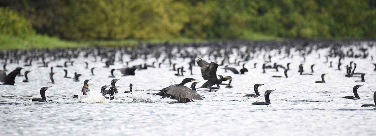 Neotropic Cormorant - ML615145510