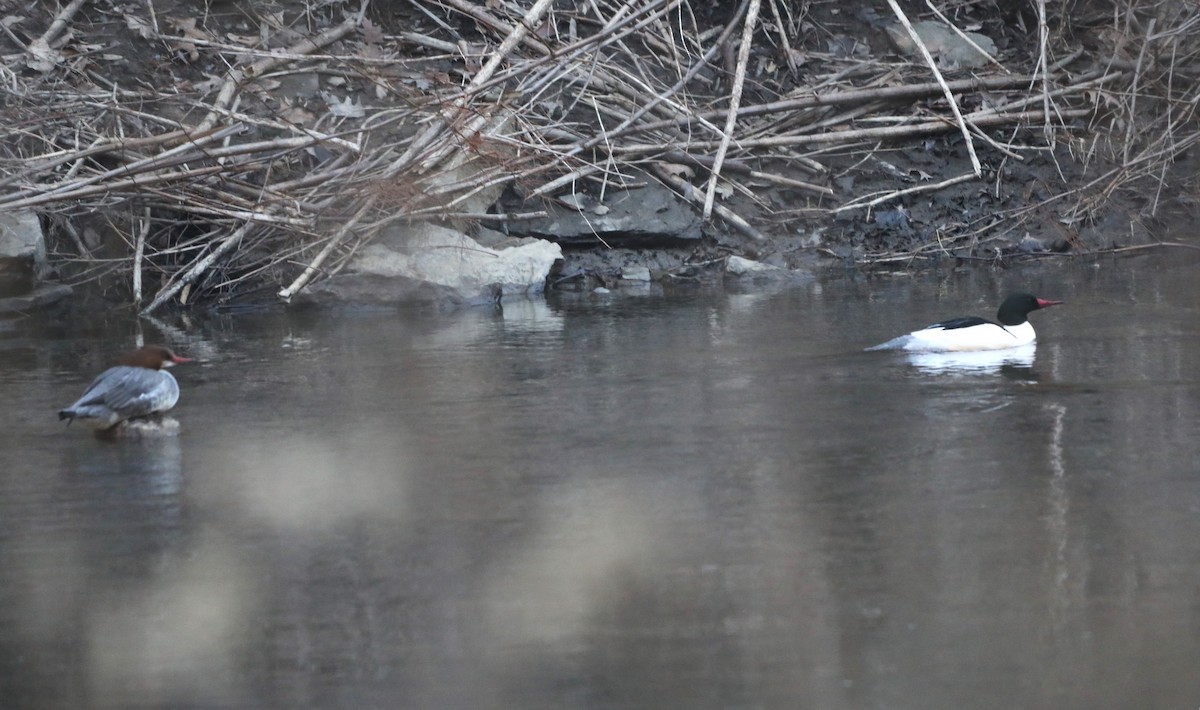 Common Merganser - ML615145511