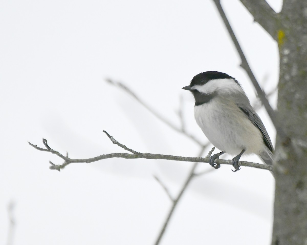 Carolina Chickadee - ML615145553