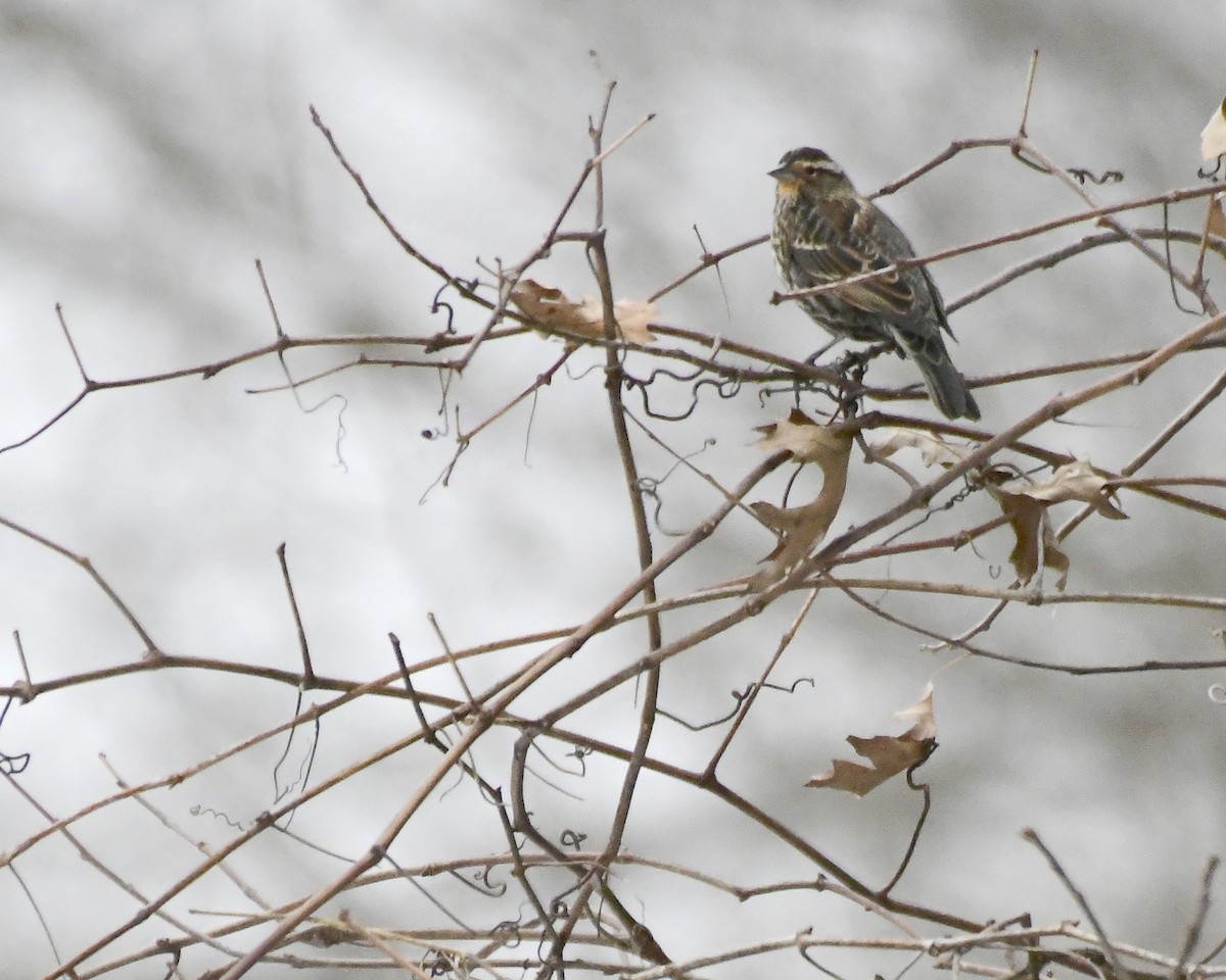 Red-winged Blackbird - ML615145567