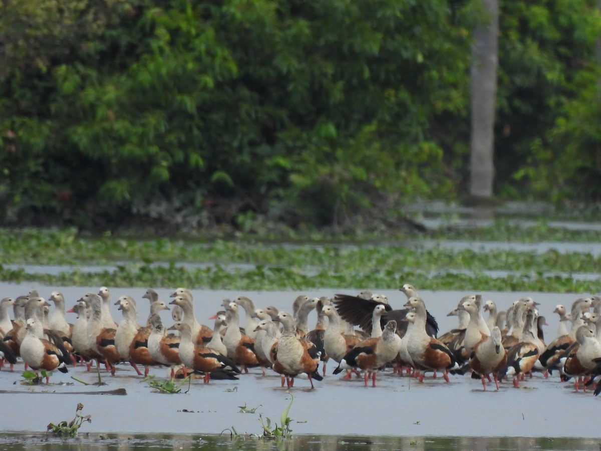 Orinoco Goose - Yanira Cifuentes Sarmiento