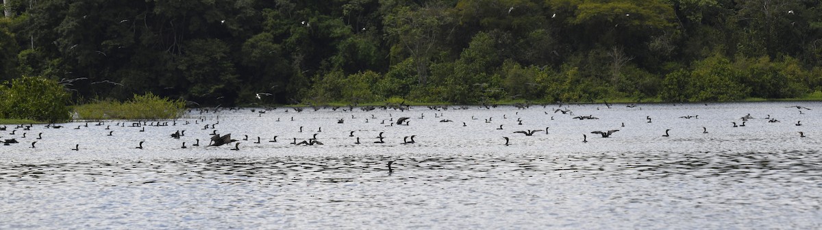 Cormorán Biguá - ML615145662