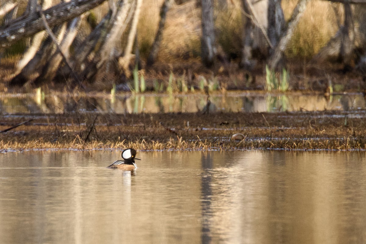 Hooded Merganser - ML615145666