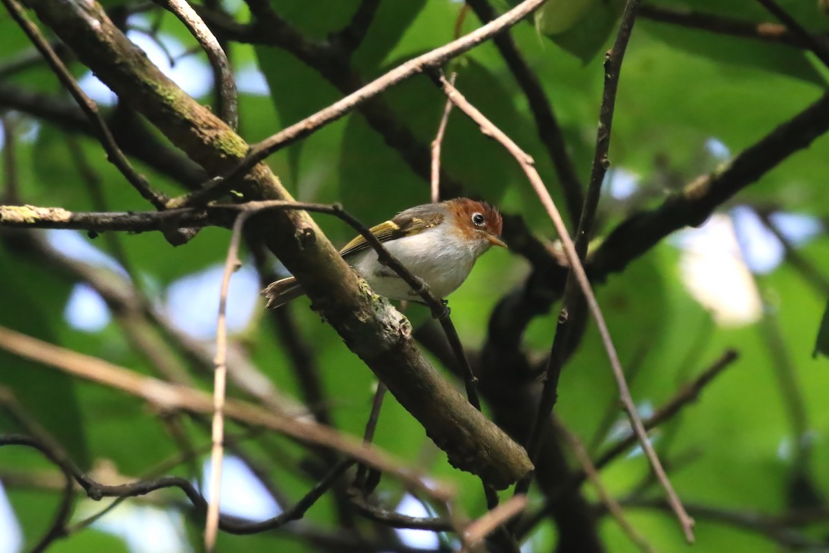 Sunda Warbler (Javan) - Jildert Hijlkema