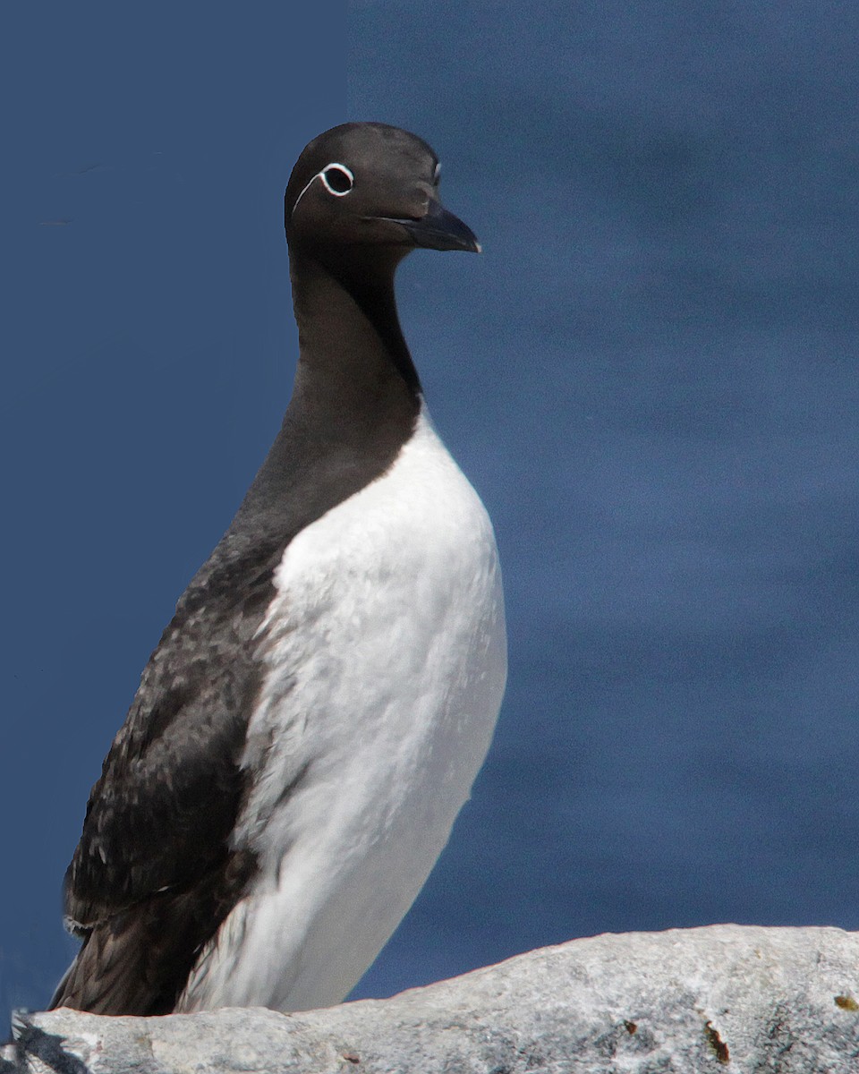 Common Murre - Mike Smith