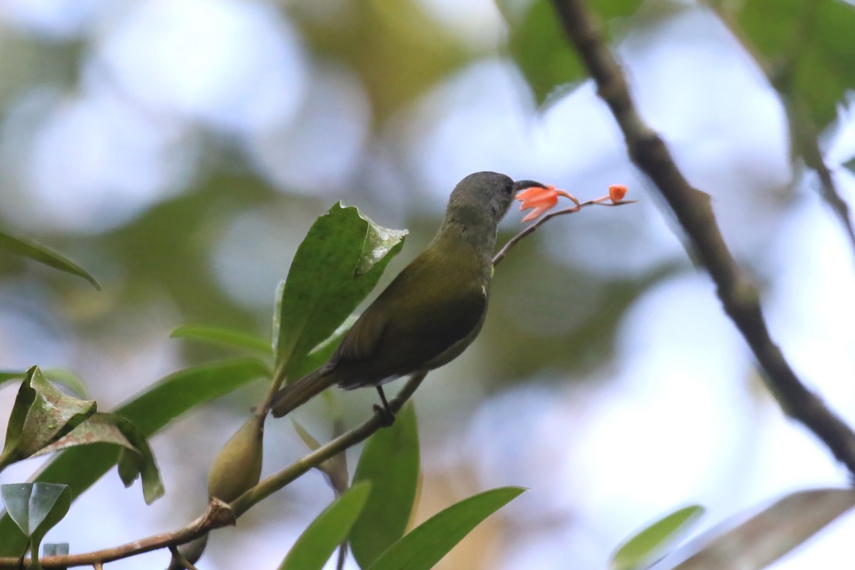 White-flanked Sunbird - ML615145688