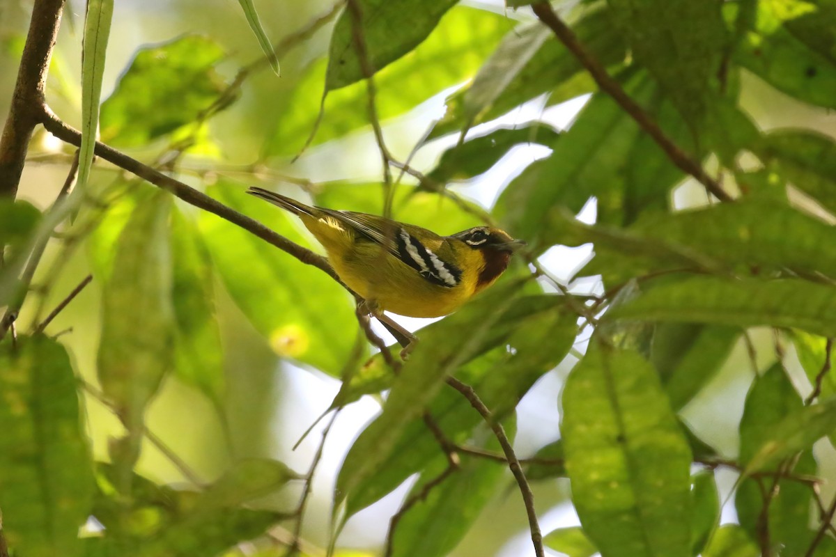 Rotstirn-Würgervireo - ML615145713