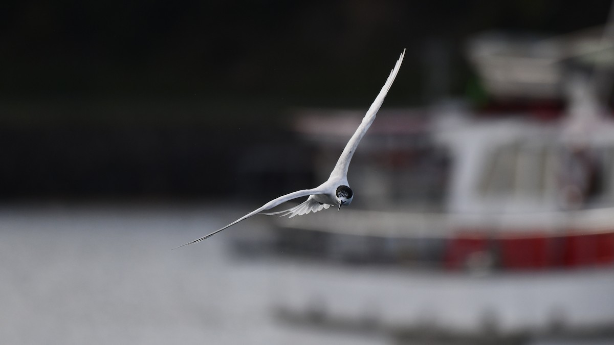 White-fronted Tern - ML615145714