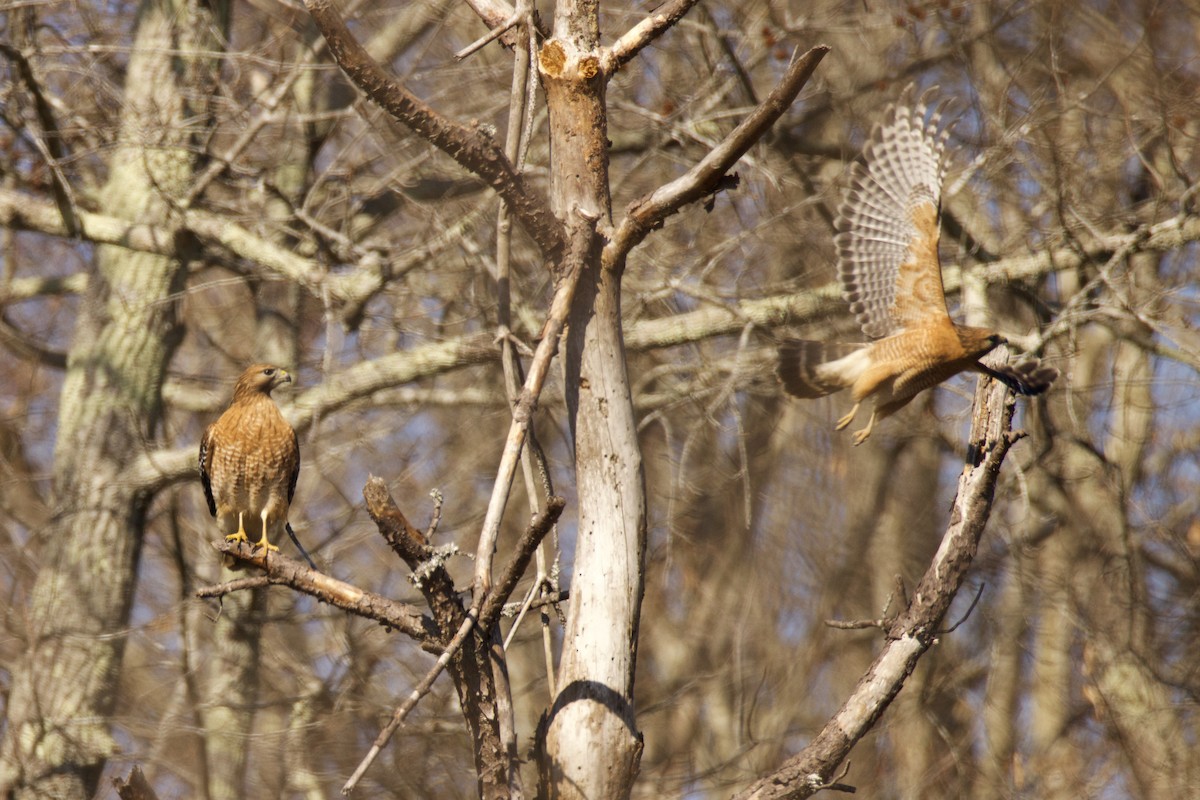 Red-shouldered Hawk - ML615145723