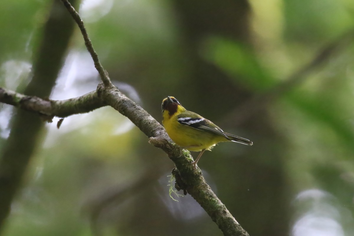 Vireo Alcaudón Trinador - ML615145724