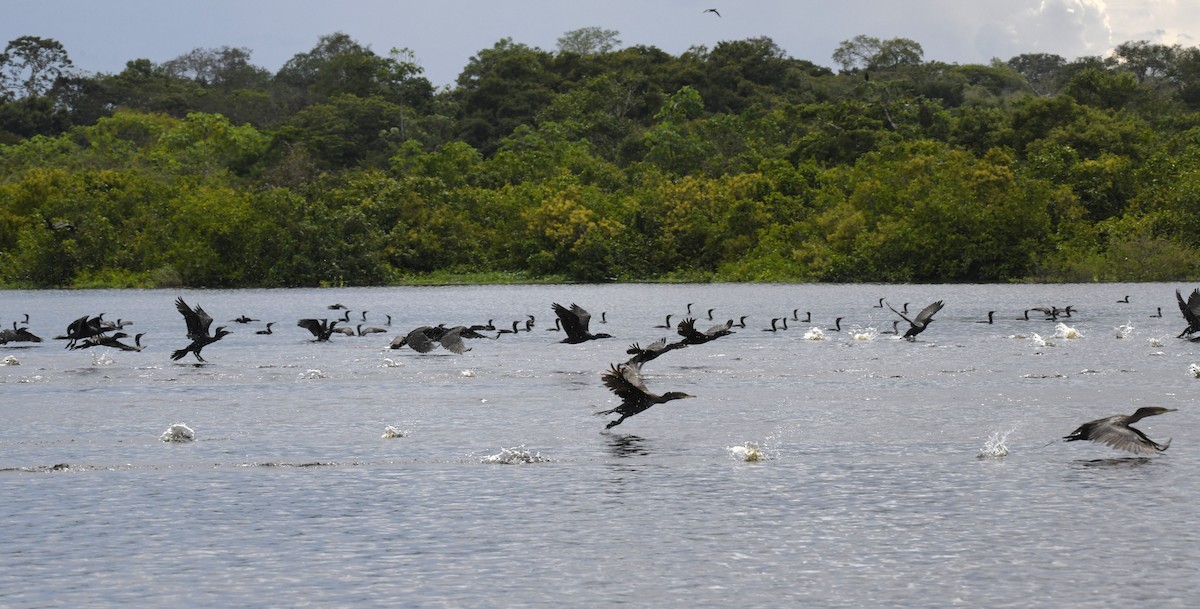 Neotropic Cormorant - ML615145734