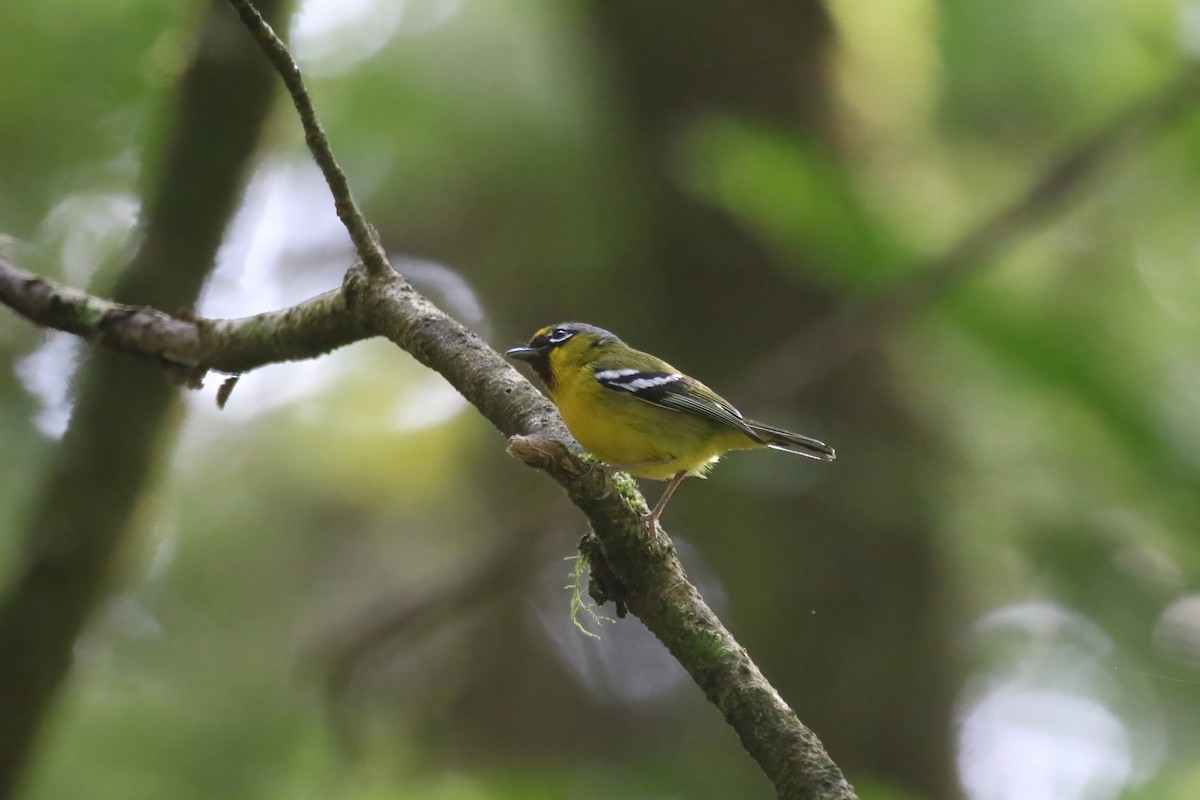 Rotstirn-Würgervireo - ML615145735