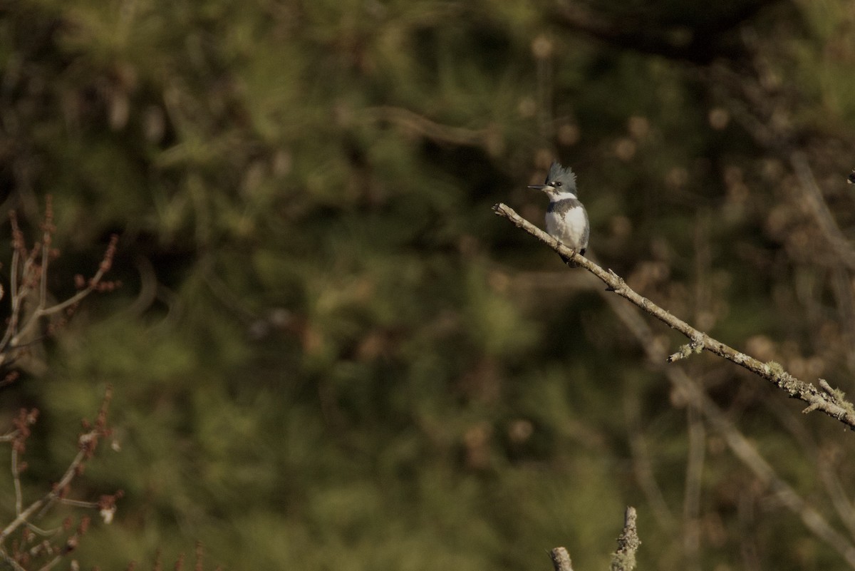 Belted Kingfisher - Laura S Faulconer