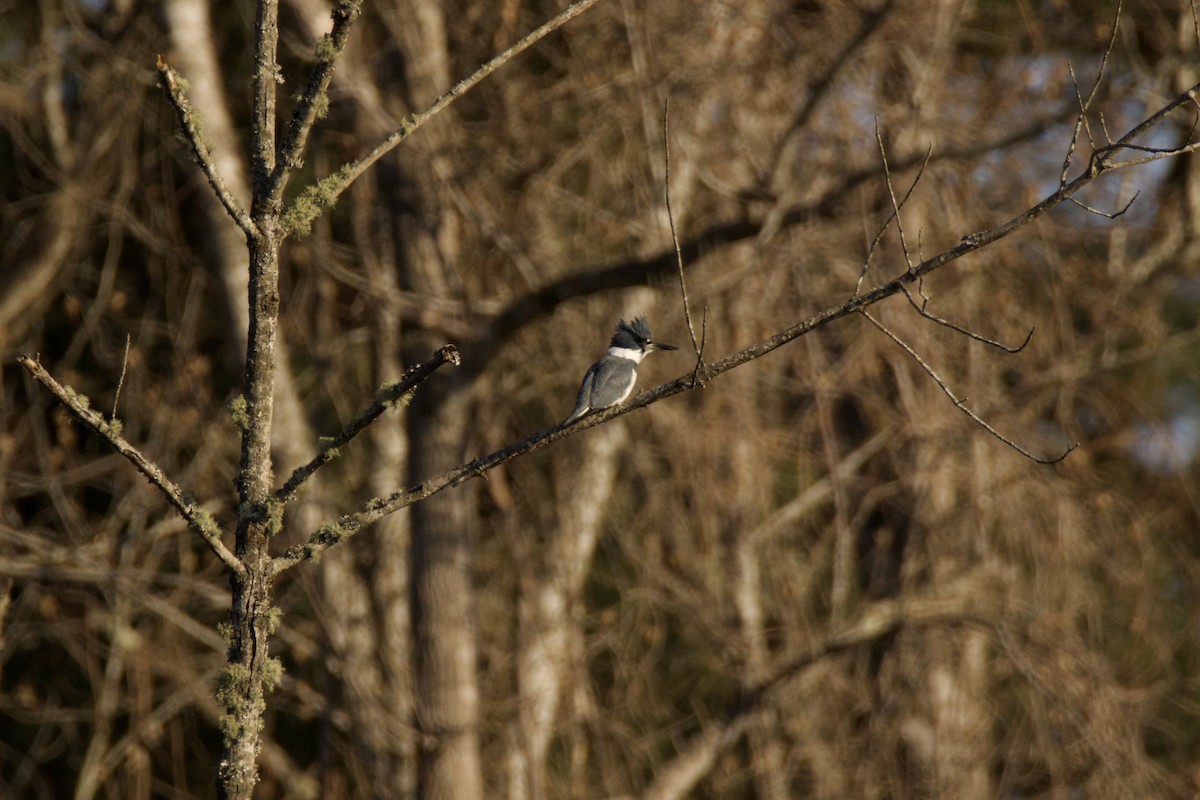 Belted Kingfisher - ML615145764