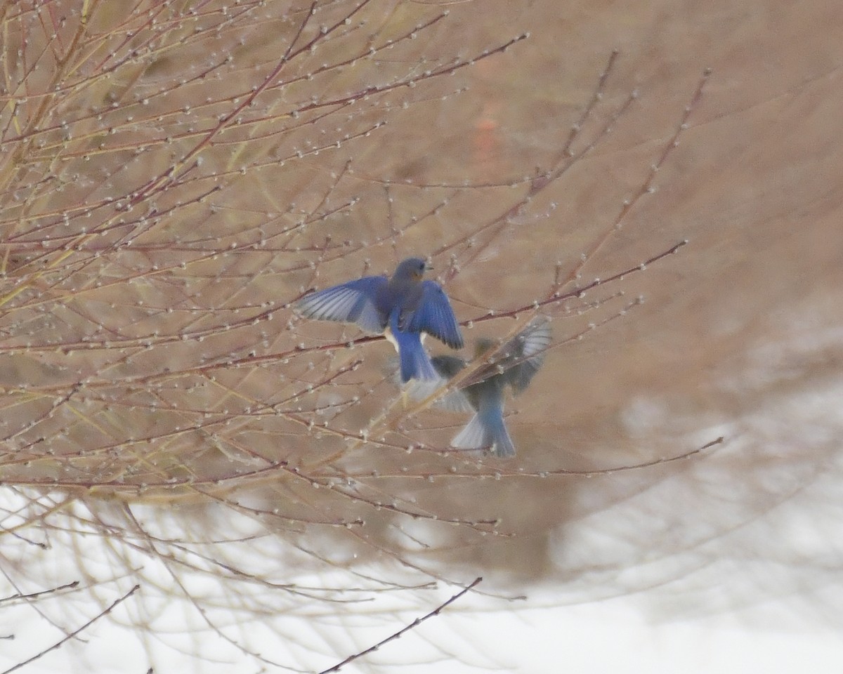 Eastern Bluebird - Ron Burkert