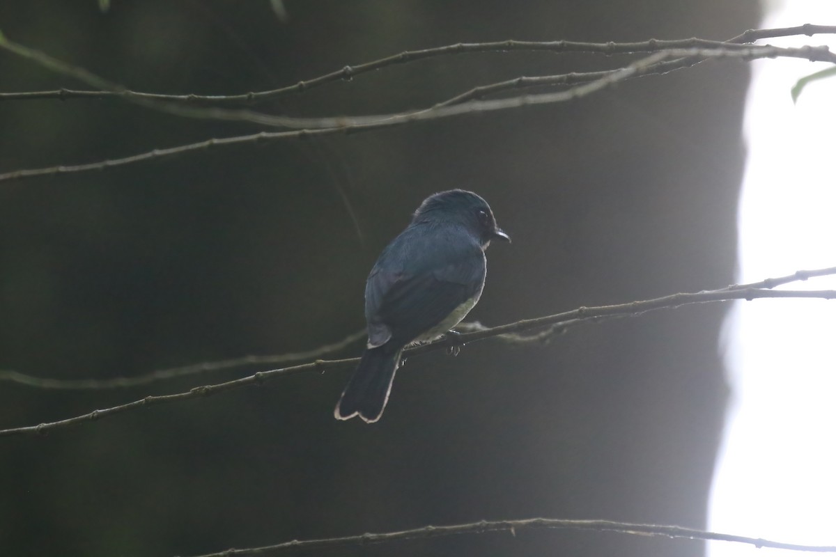 Indigo Flycatcher (Javan) - ML615145796