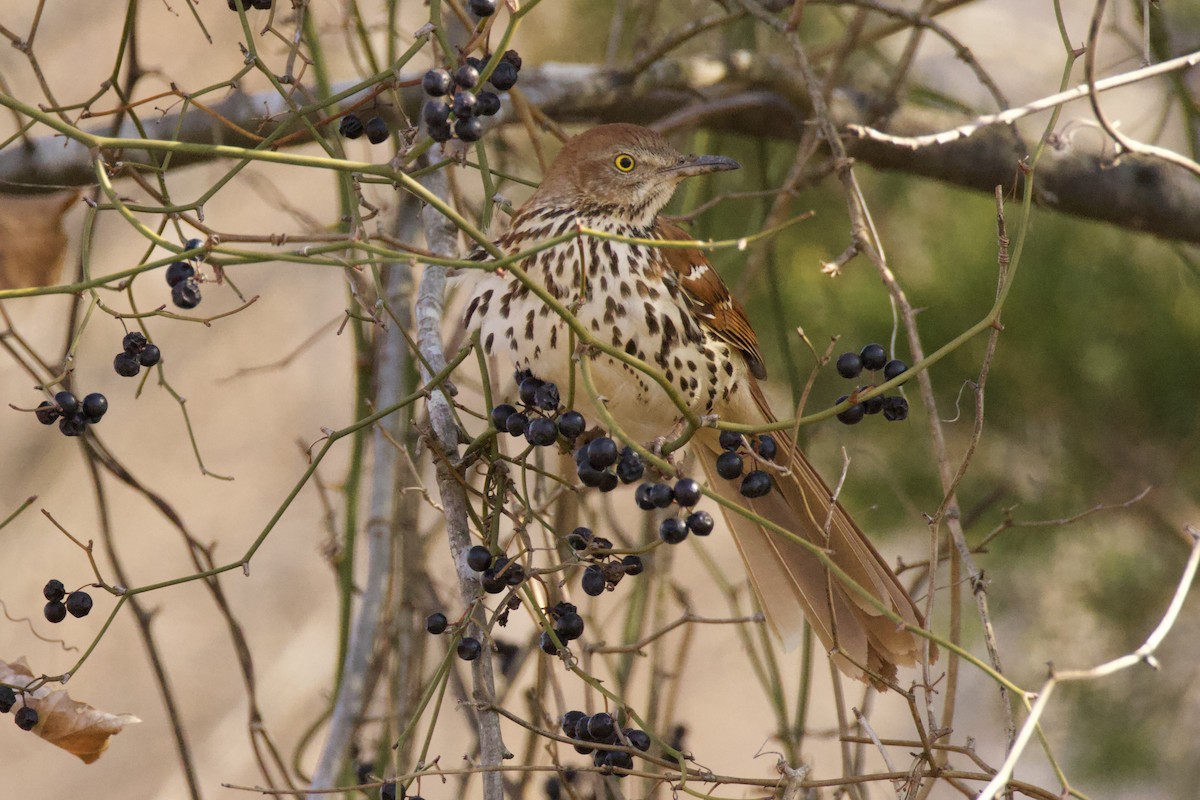 Brown Thrasher - ML615145811