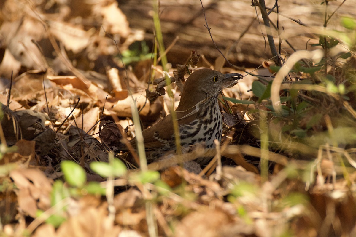 Brown Thrasher - ML615145812