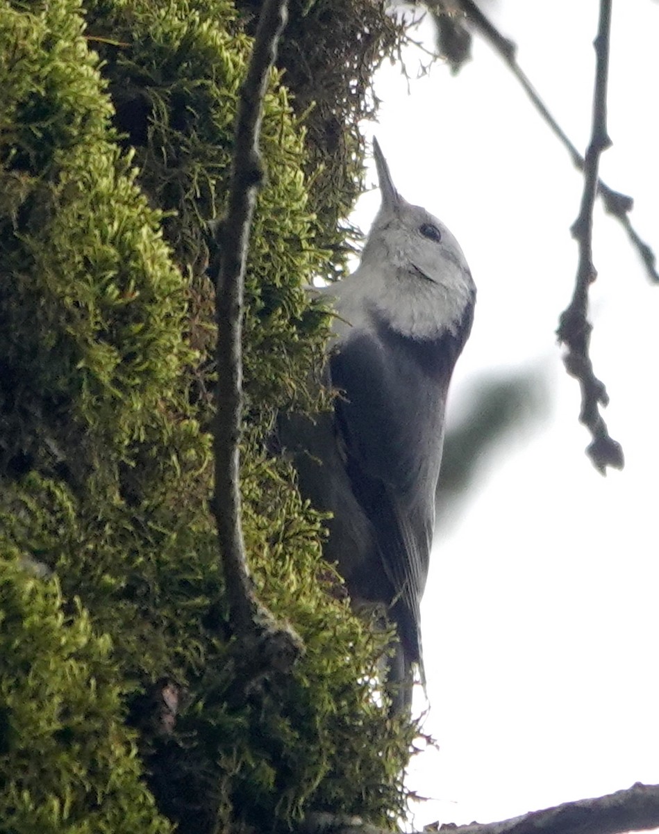 Sittelle à poitrine blanche (aculeata/alexandrae) - ML615145815