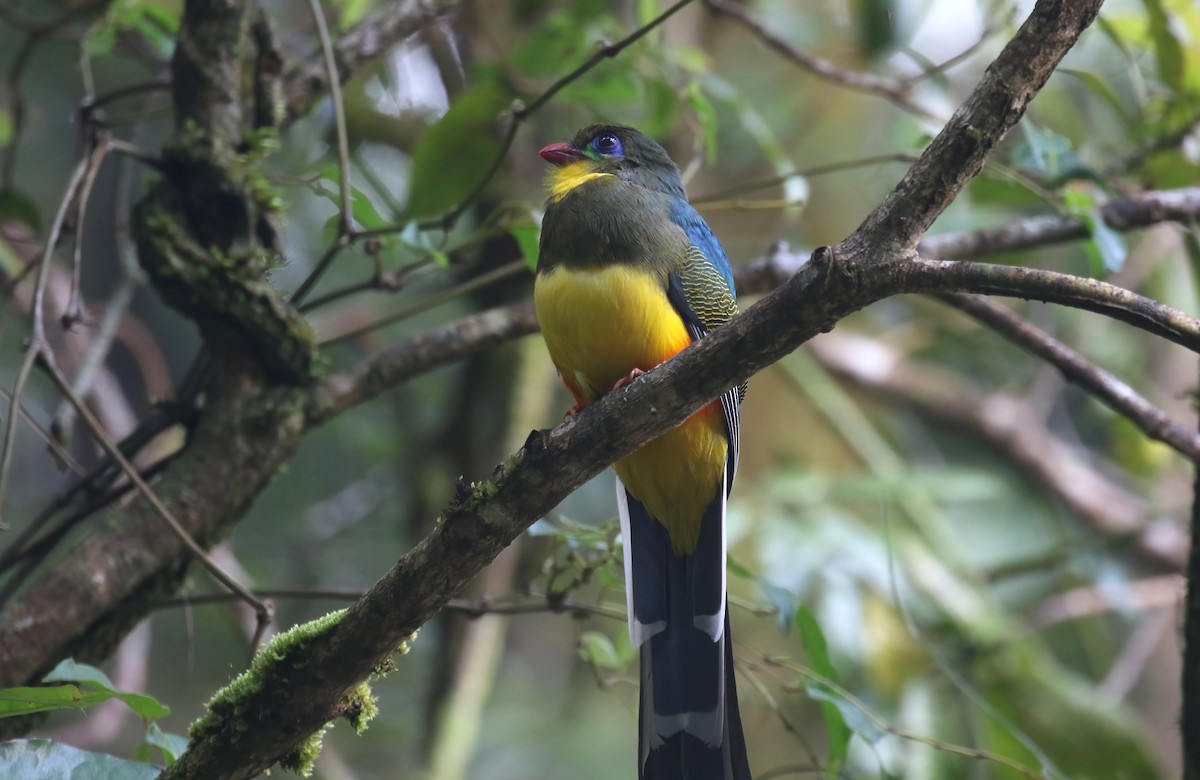 Javan Trogon - Jildert Hijlkema