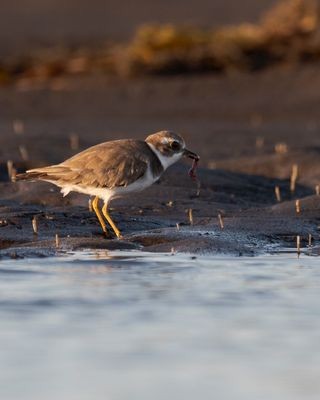 Semipalmated Plover - ML615145976