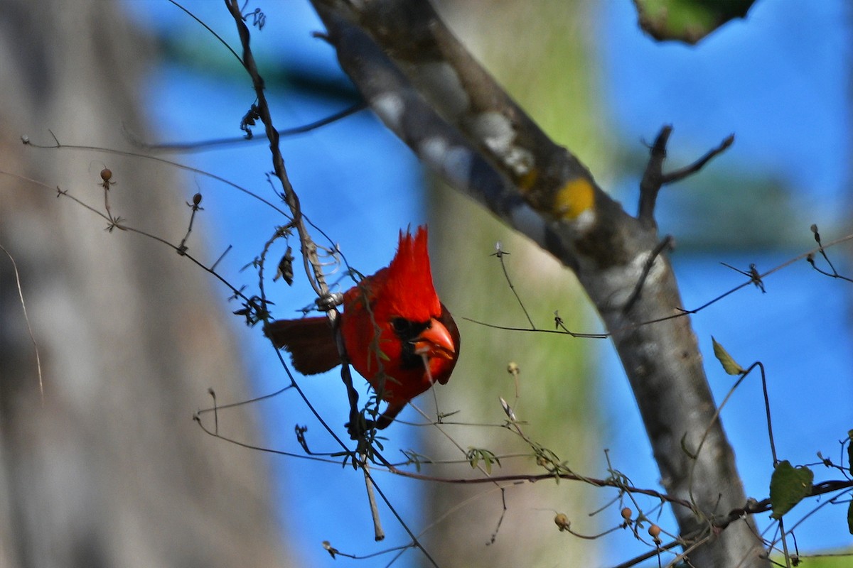 Northern Cardinal (Long-crested) - ML615145982