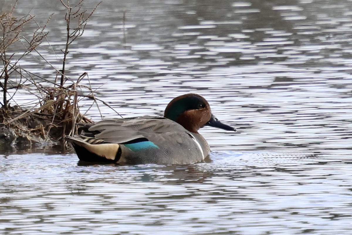 Green-winged Teal - ML615145996