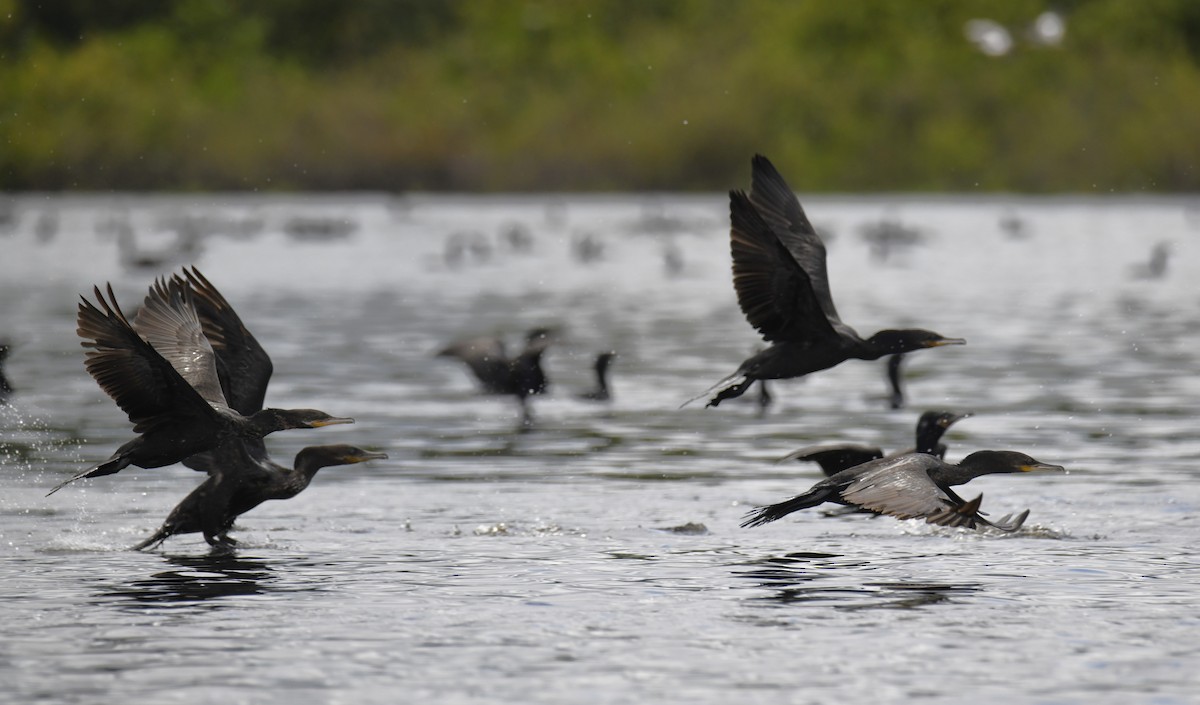 Neotropic Cormorant - ML615146014