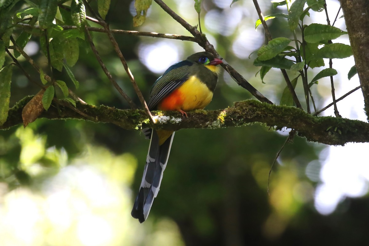 Trogon de Reinwardt - ML615146070