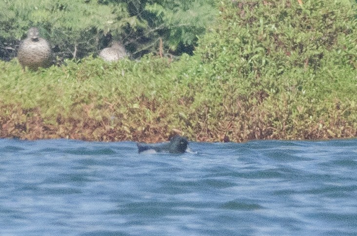 Ring-necked Duck x scaup sp. (hybrid) - ML615146084