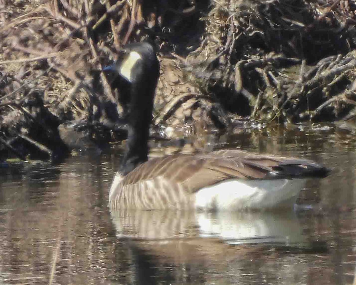 Canada Goose - Gary Hofing