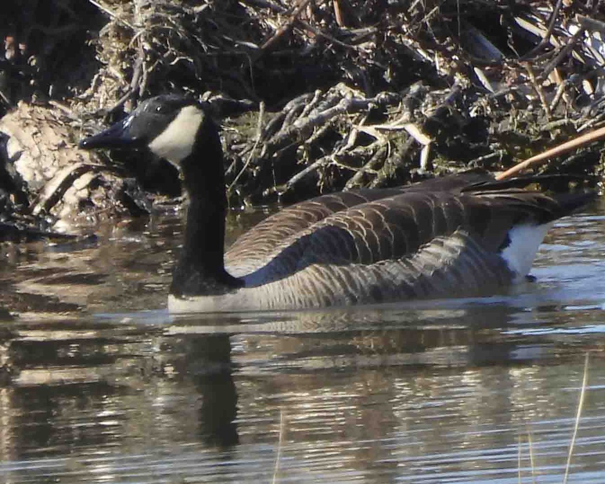 Canada Goose - Gary Hofing