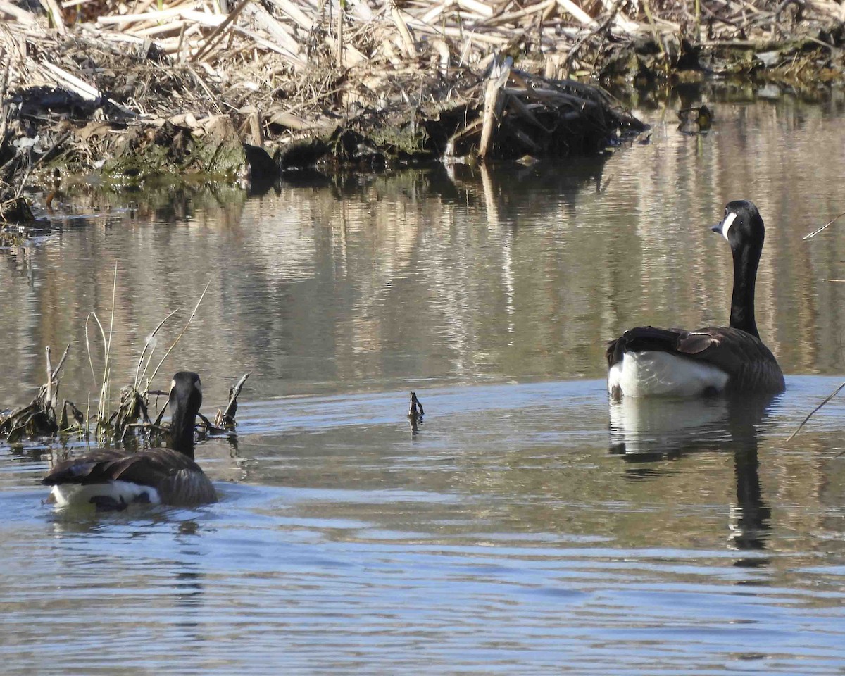 Canada Goose - Gary Hofing