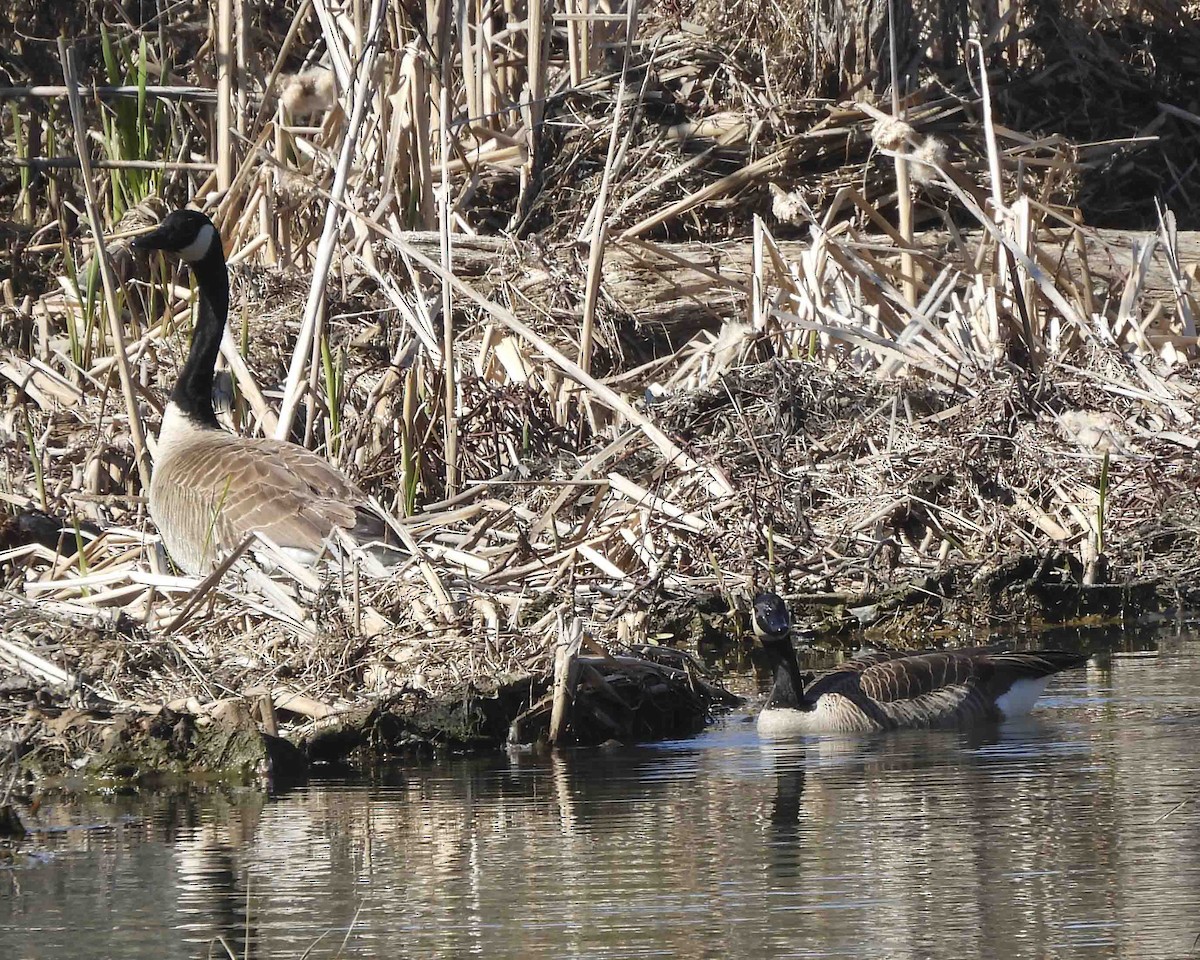 Canada Goose - Gary Hofing