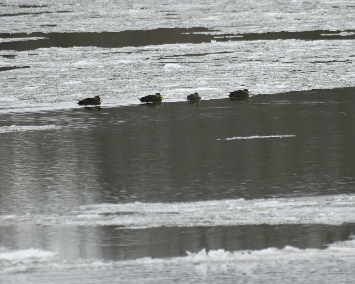 American Black Duck - Ron Burkert