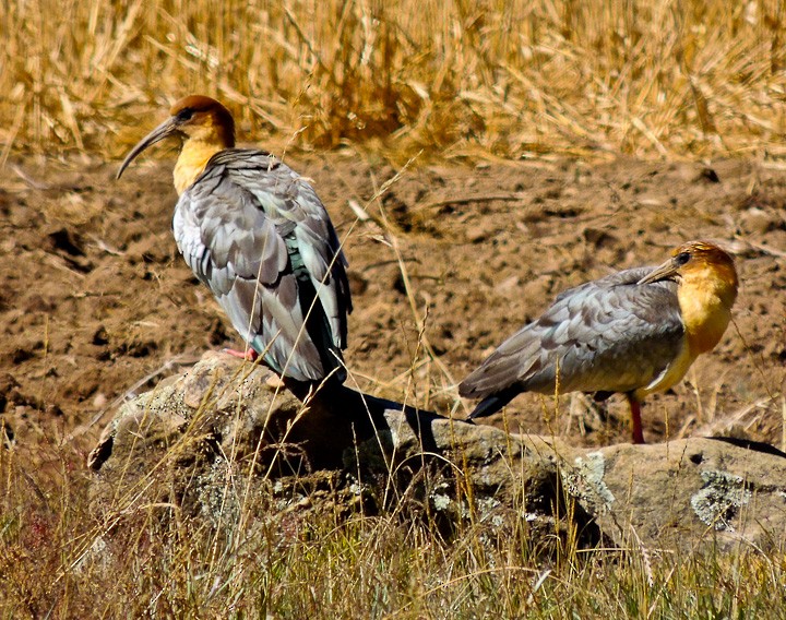 ibis šedokřídlý - ML615146155