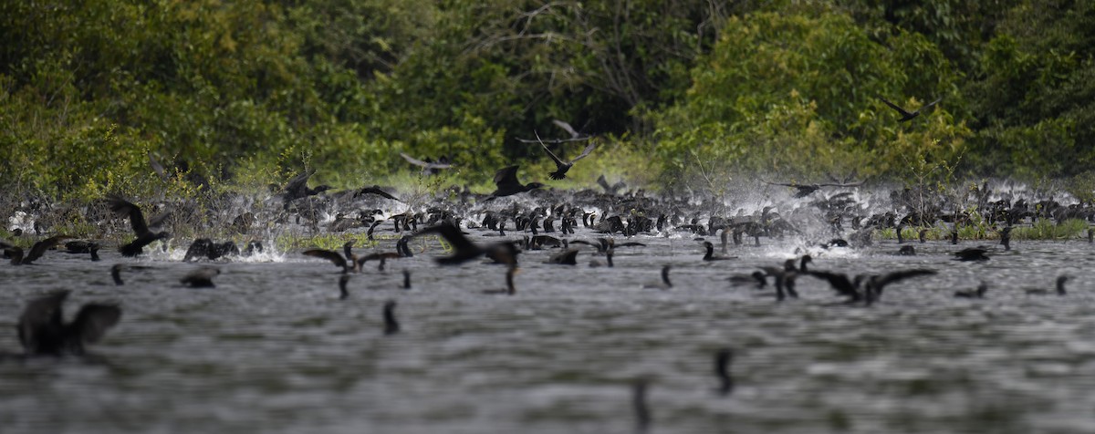 Cormorán Biguá - ML615146175