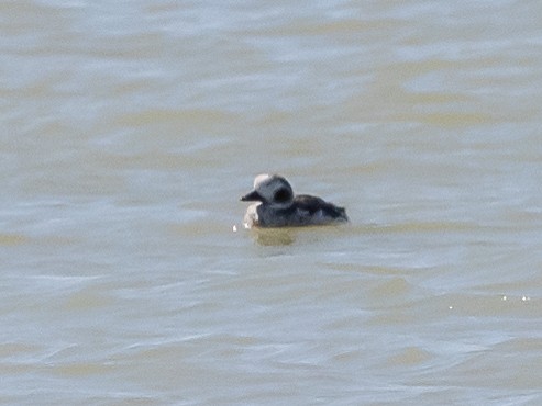 Long-tailed Duck - ML615146179
