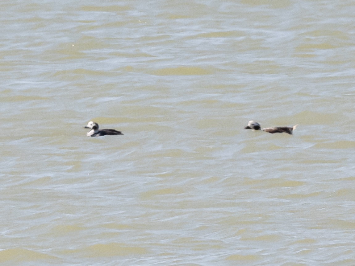 Long-tailed Duck - ML615146180