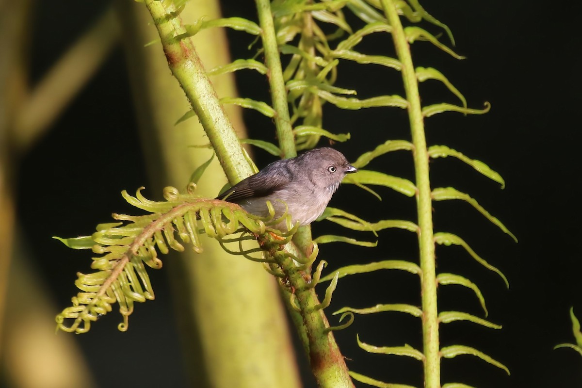 Pygmy Tit - ML615146194