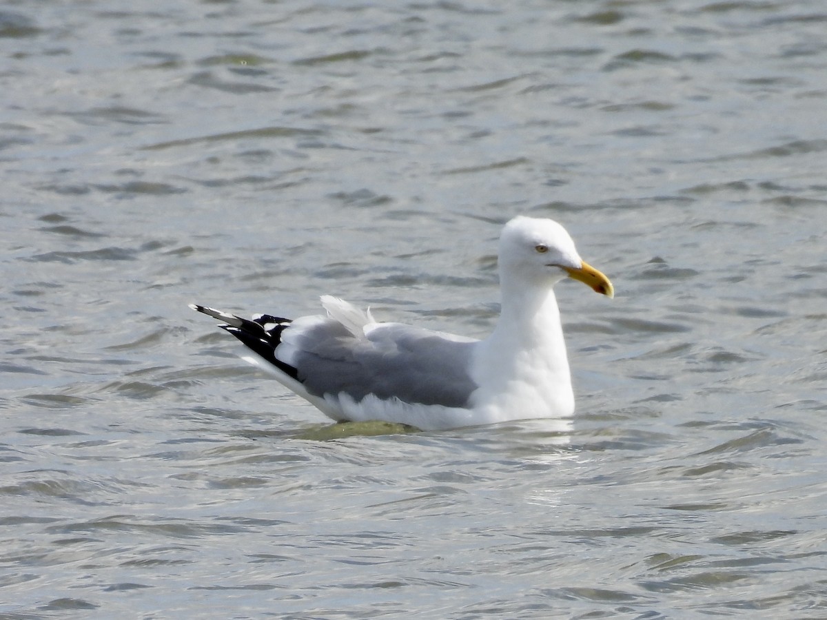 Goéland argenté - ML615146248